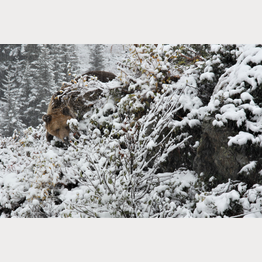 Erster Schnee im Arosa Bärenland | © Stiftung Arosa Bären / VIER PFOTEN