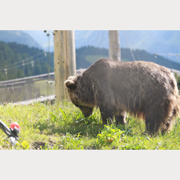 Jamila beim Grasen | © Stiftung Arosa Bären / VIER PFOTEN 